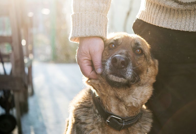 a german shepherd dog with his owner in the shelter