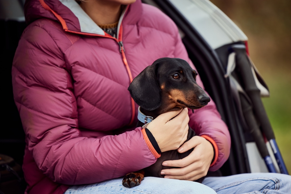 dachshund dog with her owner