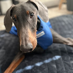 Dog in drag bag scoots across floor