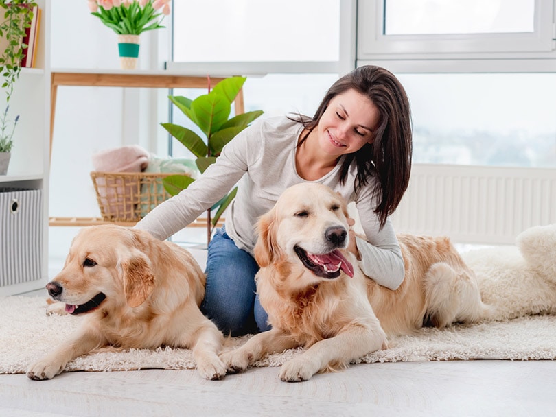 golden retriever dogs lying on the floor with pet sitter