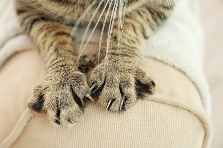 retractable cat claws