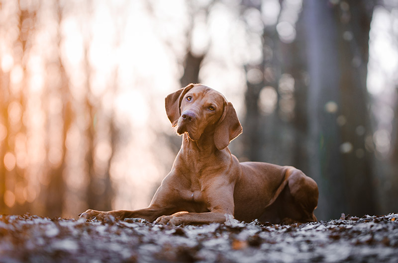 vizsla dog in the forest