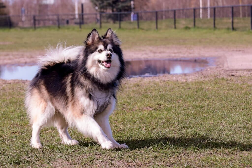 Finnish Lapphund On The Dog Field