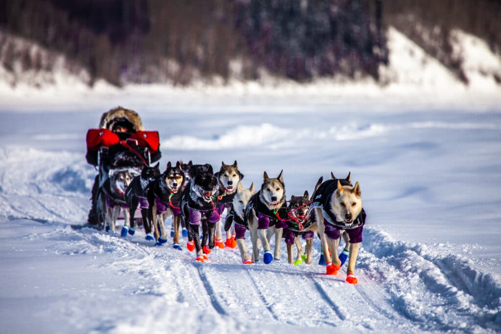 Iditarod, Sled-Dogs On The Yukon River