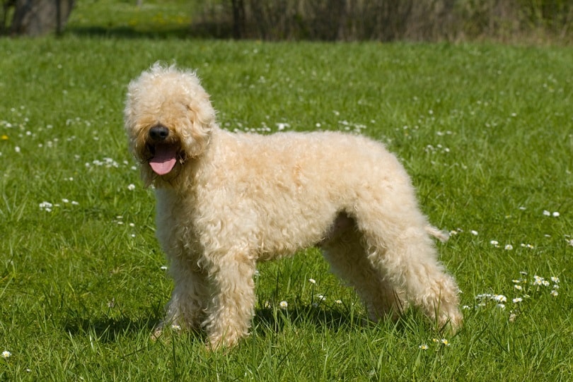 Irish soft coated wheaten terrier_Dora Zett_shutterstock