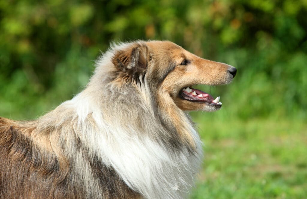 Long Haired Shetland Sheepdog, Side View. Outdoor Shoot