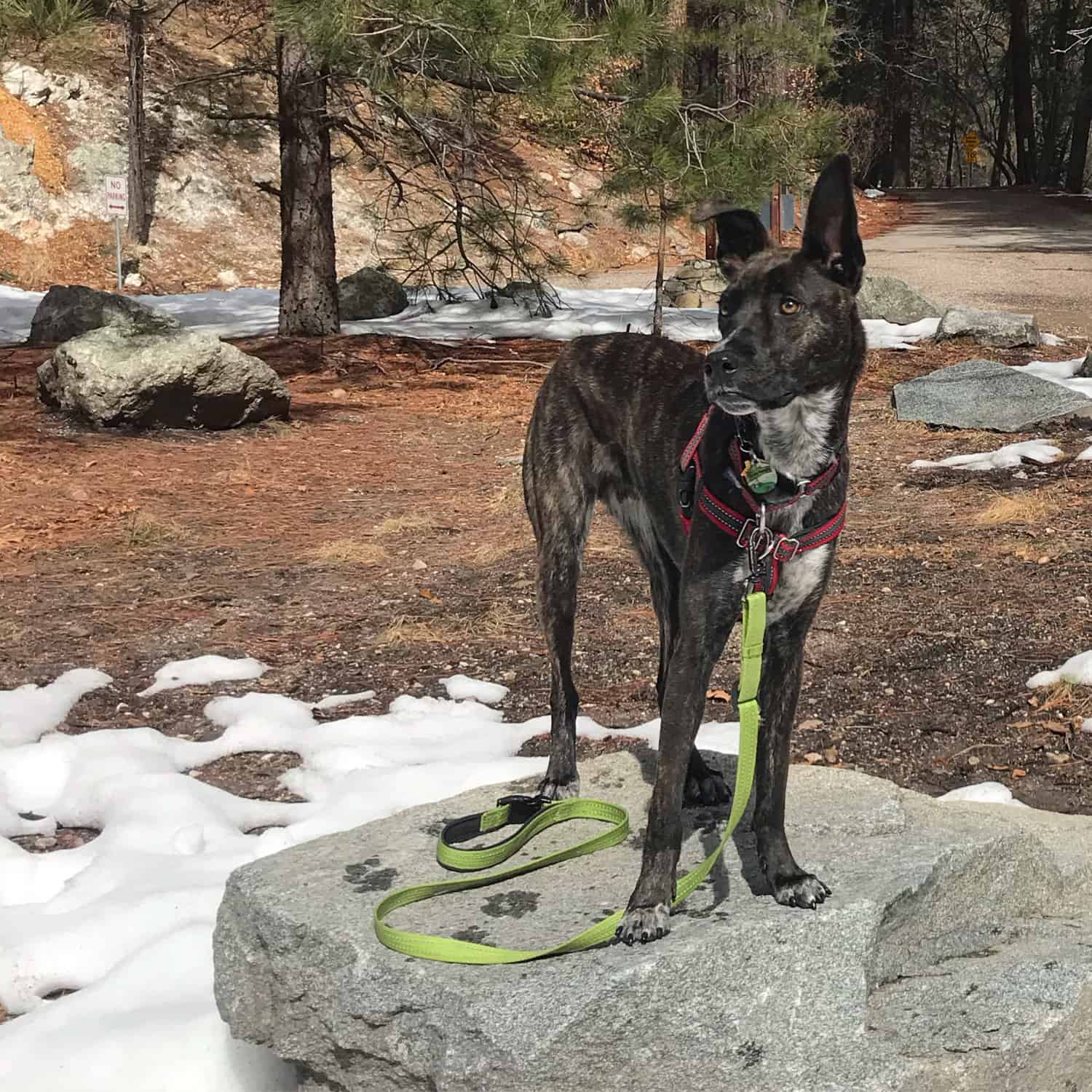 Brindle puppy standing on a rock in a snowy pine forest