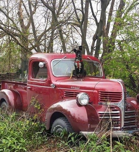 Brindle puppy sitting on an antique red truck parked in weeds under trees