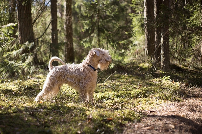 Wheaten Terrier