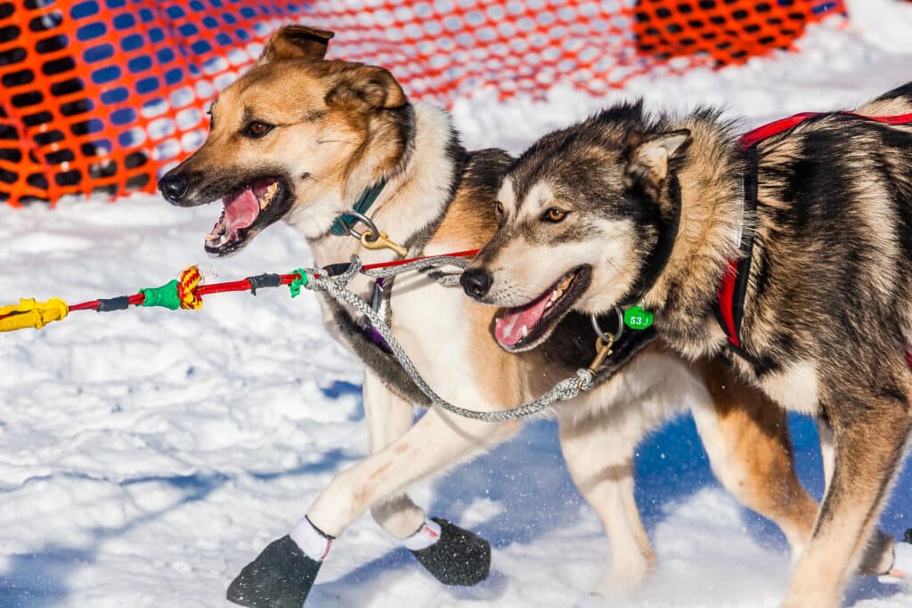 Willow, Ak, Usa March 7, 2010 Sled Dogs Run The 2010 Iditarod Out Of The Starting Chute In Willow