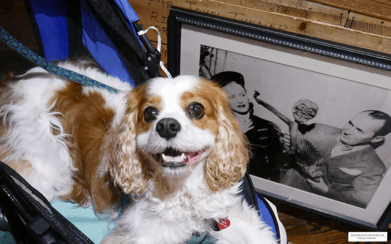 Dexter the Cocker Spaniel dog at pet friendly Ripley's Believe It or Not! in St. Augustine, Florida