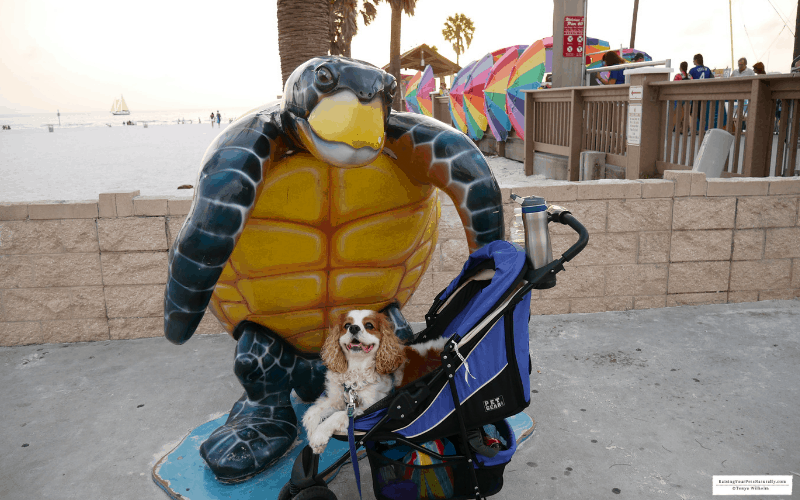 Dexter the Cocker Spaniel dog enjoying a pet friendly sunset at Pier 60 in Clearwater Beach, Florida