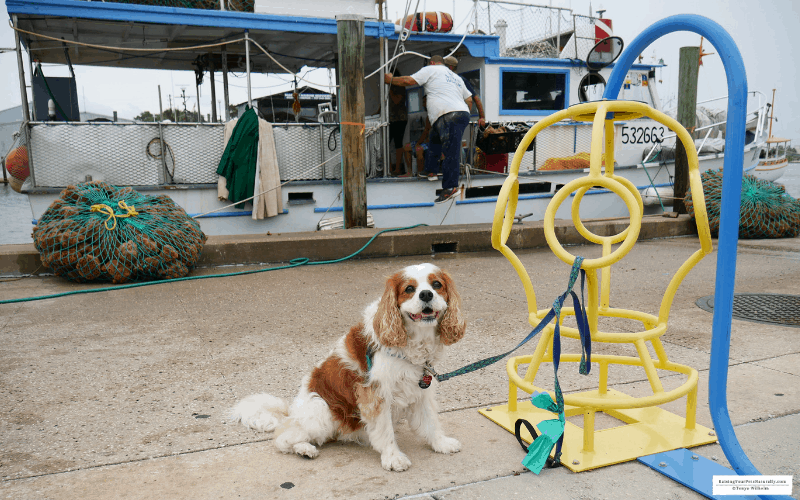 Dexter the Cocker Spaniel dog at pet friendly Tarpon Springs, Florida