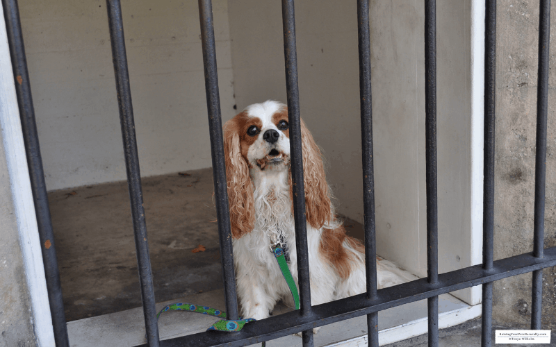 Dexter the Cocker Spaniel dog at pet friendly Fort De Soto Park and Beach in Tierra Verde, Florida