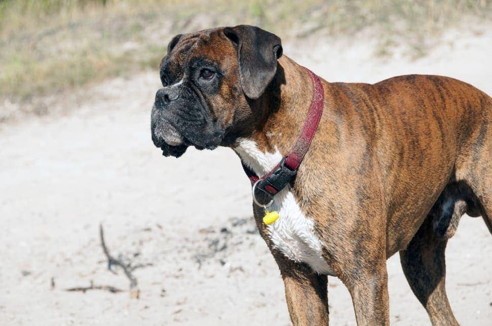 American-Boxer-Dog