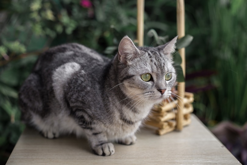 American shorthair cat