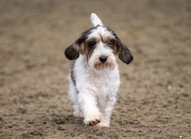 Basset Griffon Vandeem_Sue Thatcher_Shutterstock