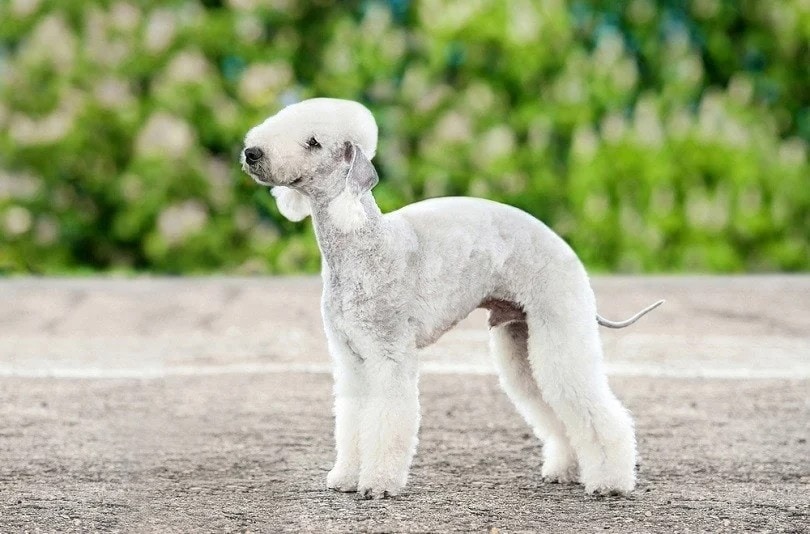 Bedlington Terrier outdoors