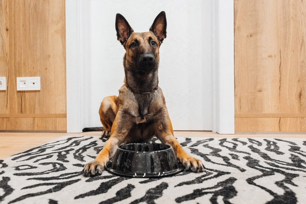 Belgian Malinois dog sitting next to the feeding bowl