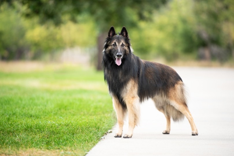 Belgian Tervuren Show Dog_S.M