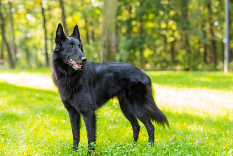 Belgian sheepdog standing in the grass