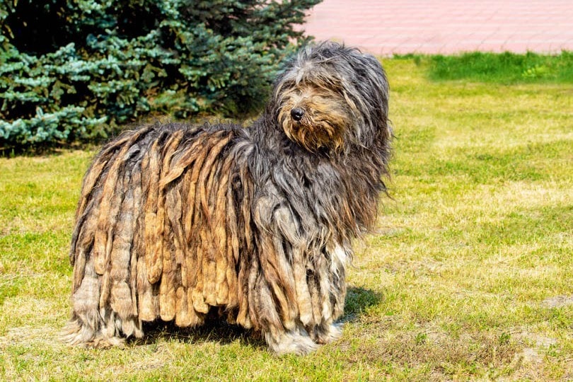 Bergamasco Sheepdog_volofin, Shutterstock