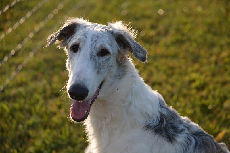 Borzoi dog