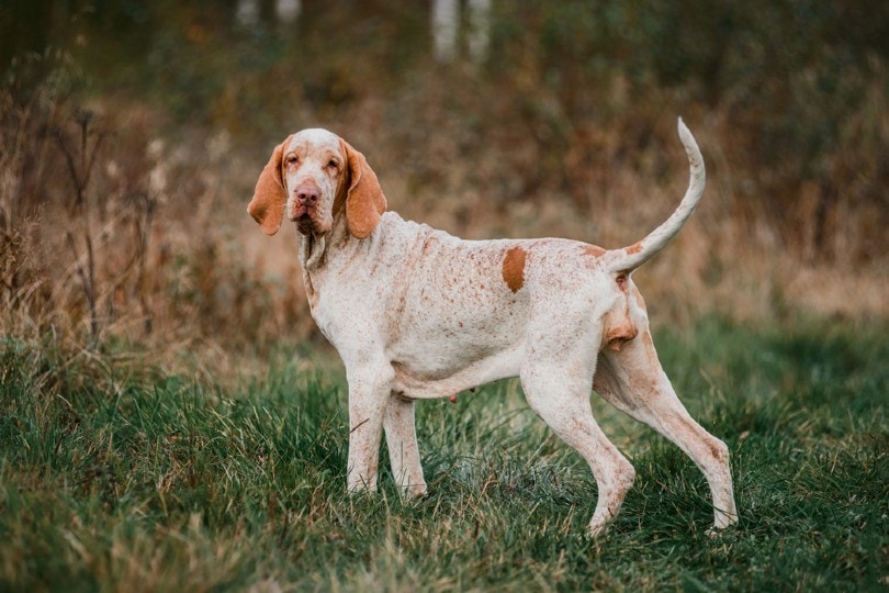 Bracco Italiano standing in grass