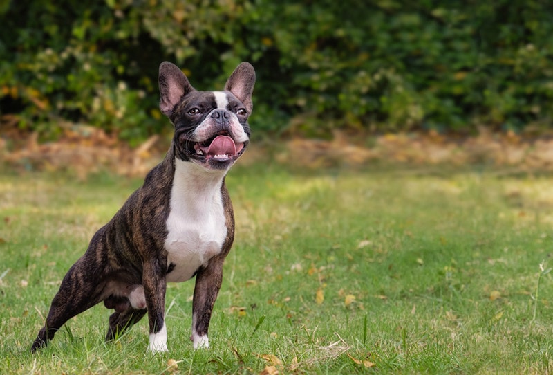 Brindle Boston Terrier