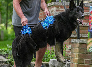 Harness to help dog up stairs