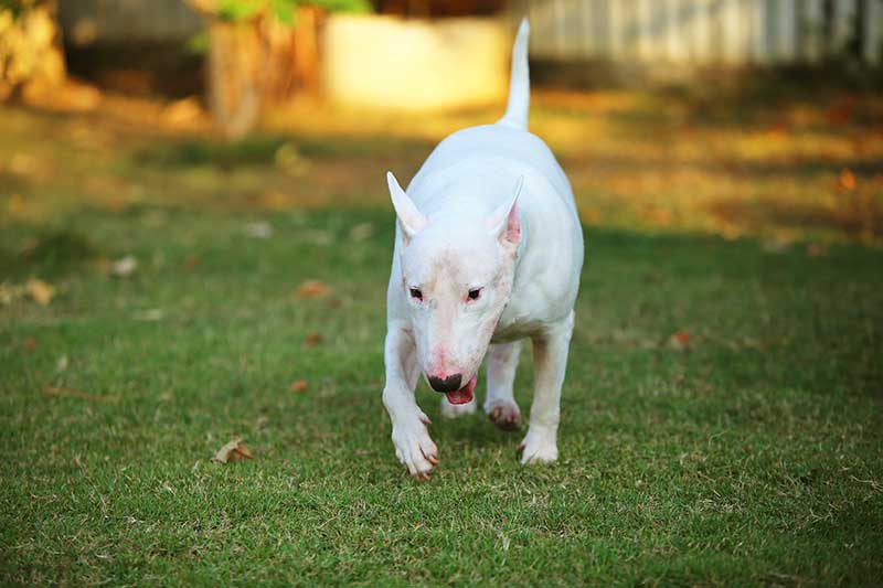 Bull Terrier dog walking in grass field