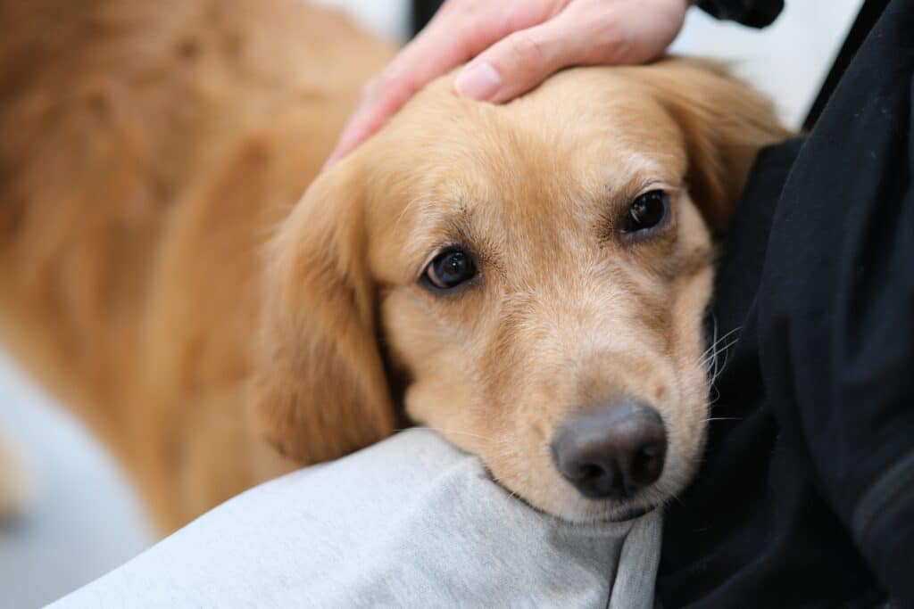 Golden Retriever Dog Putting Head On Owner'S Lap. Owner'S Hand Stroking Pet Puppy