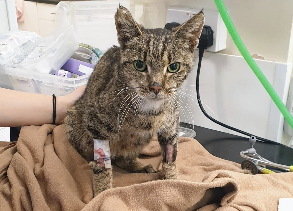 Sparky shortly after he was brought in, after some pain relief