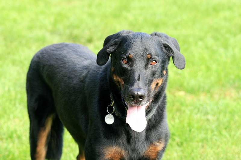 beauceron dog standing on grass