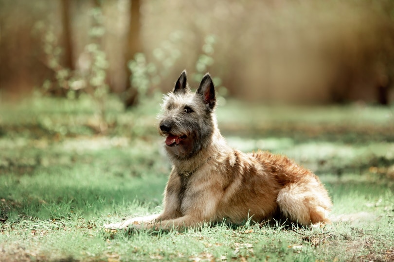 belgian shepherd laekenois_Marry Kolesnik_Shutterstock