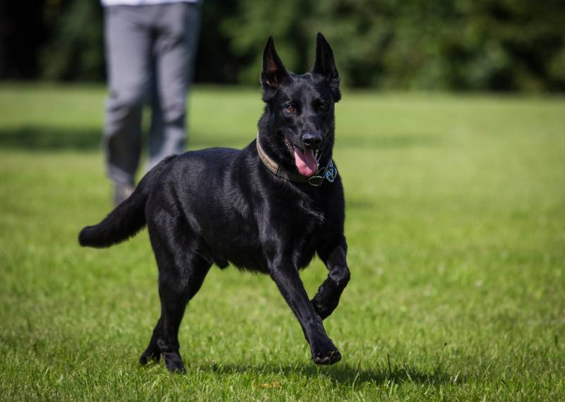 black belgian malinois shepherd dog