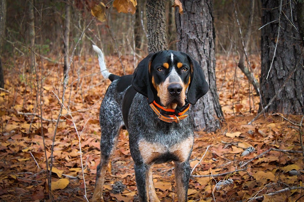 Bluetick coonhound