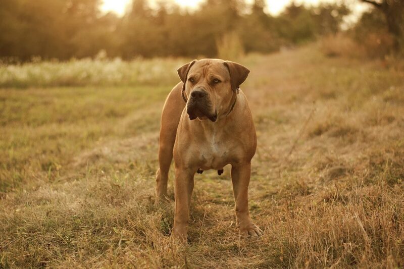 Boerboel outdoors