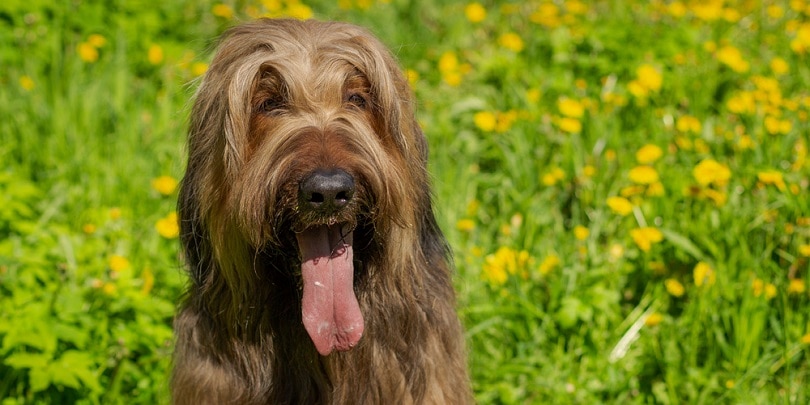 briard-are-playing-on-the-spring_Anastasia-Badmaeva_shutterstock