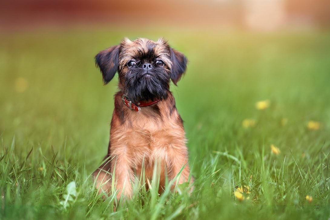 brussels griffon_otsphoto_Shutterstock