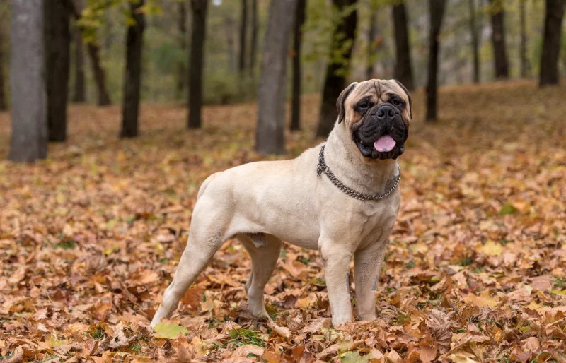 bullmastiff outdoors in autumn