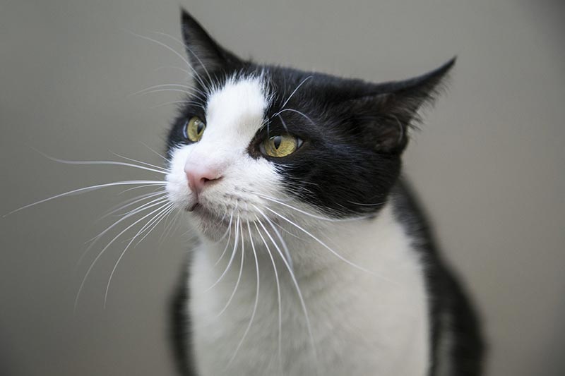 close up of a black and white cat