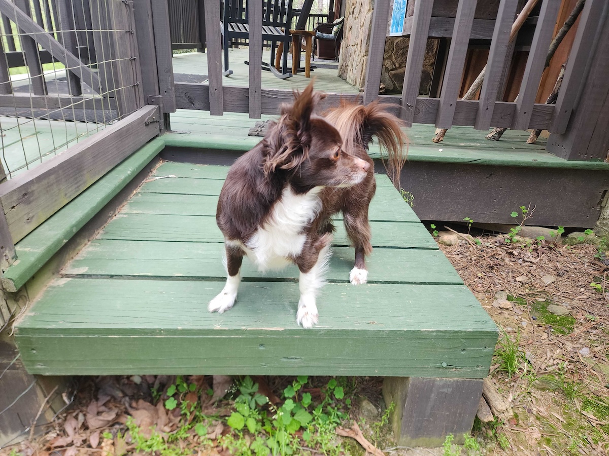 At a cabin in Ellijay, Georgia