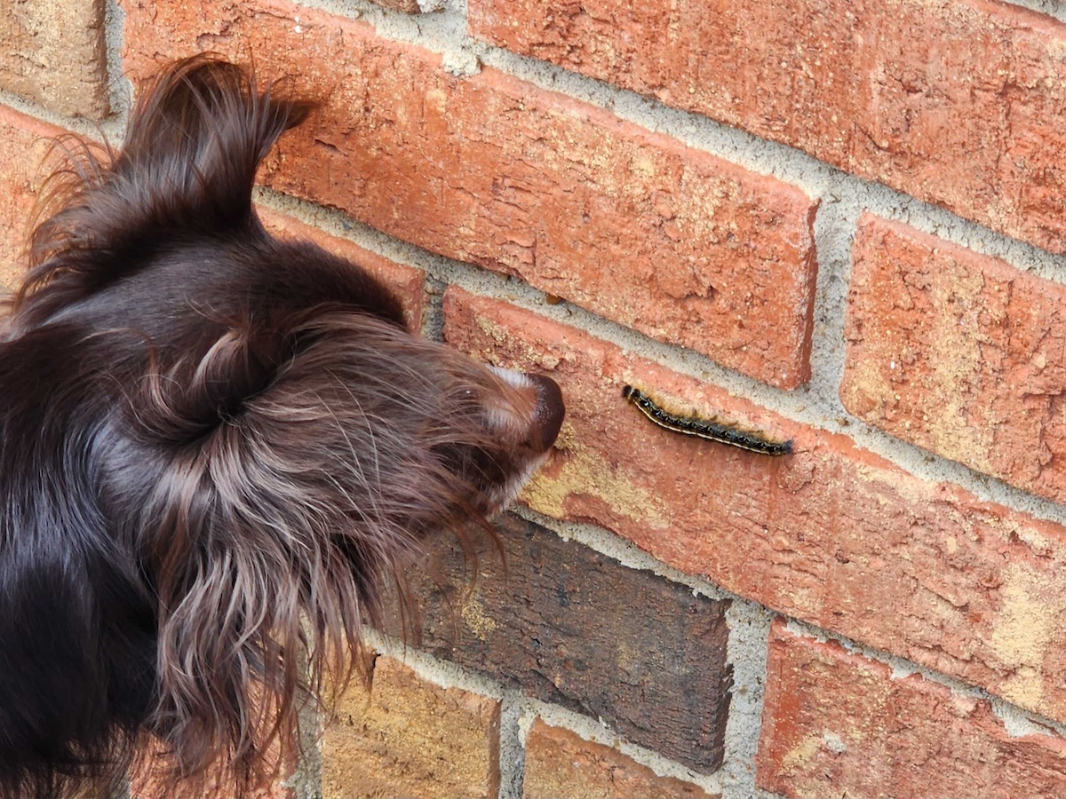 Lizards are scary, but caterpillars... not so much.