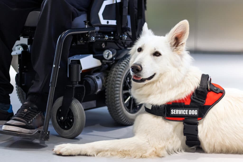 Service Dog Breed