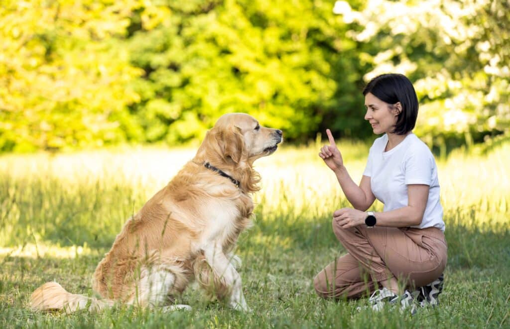 Woman Playing With Golden Retriever Dog Outdoors