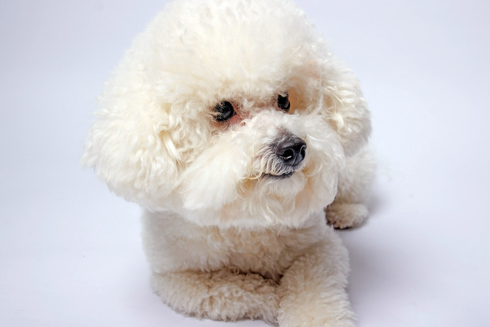 bichon frise dog in a studio