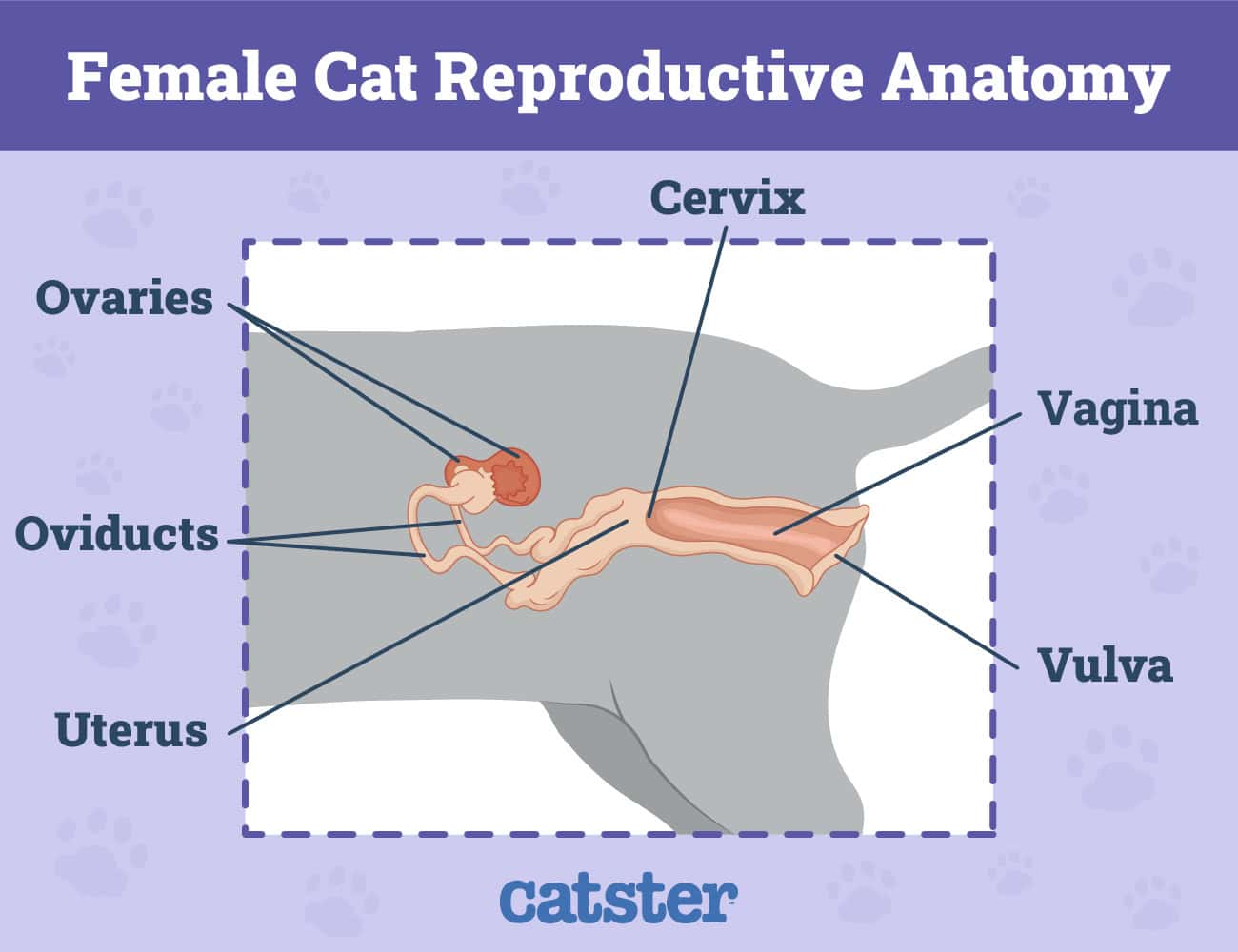 Internal Reproductive Parts of the Female Cat Infographic