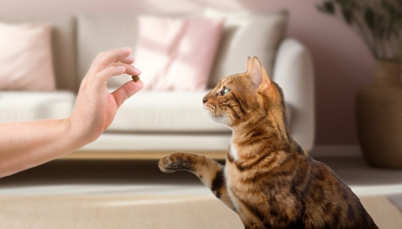 Bengal cat and the owners hand with a treat on the background of the room