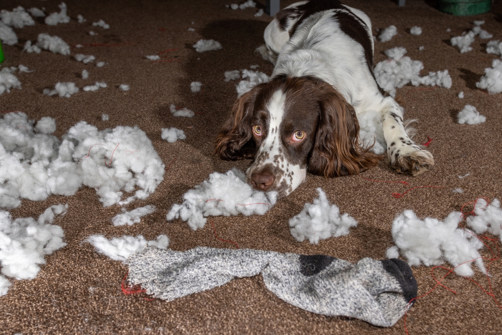 Bored spaniel dog home alone with messed up bedding and a sock